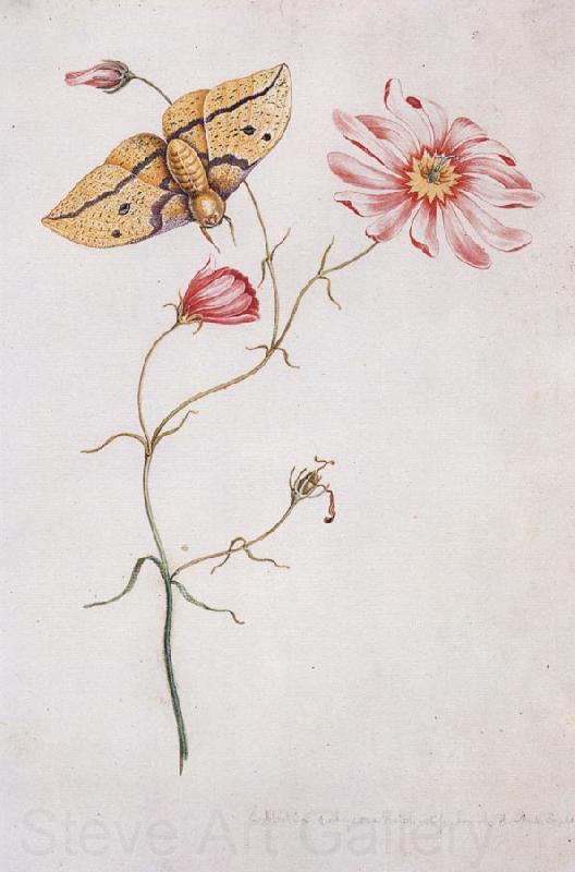 Willam Bartram Savannah Pink or Sabatia Imperial Moth France oil painting art